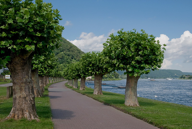 Mosel 07-2012D35_8981 als Smart-Objekt-1 Kopie.jpg - Uferpromenade in Andernach am Rhein